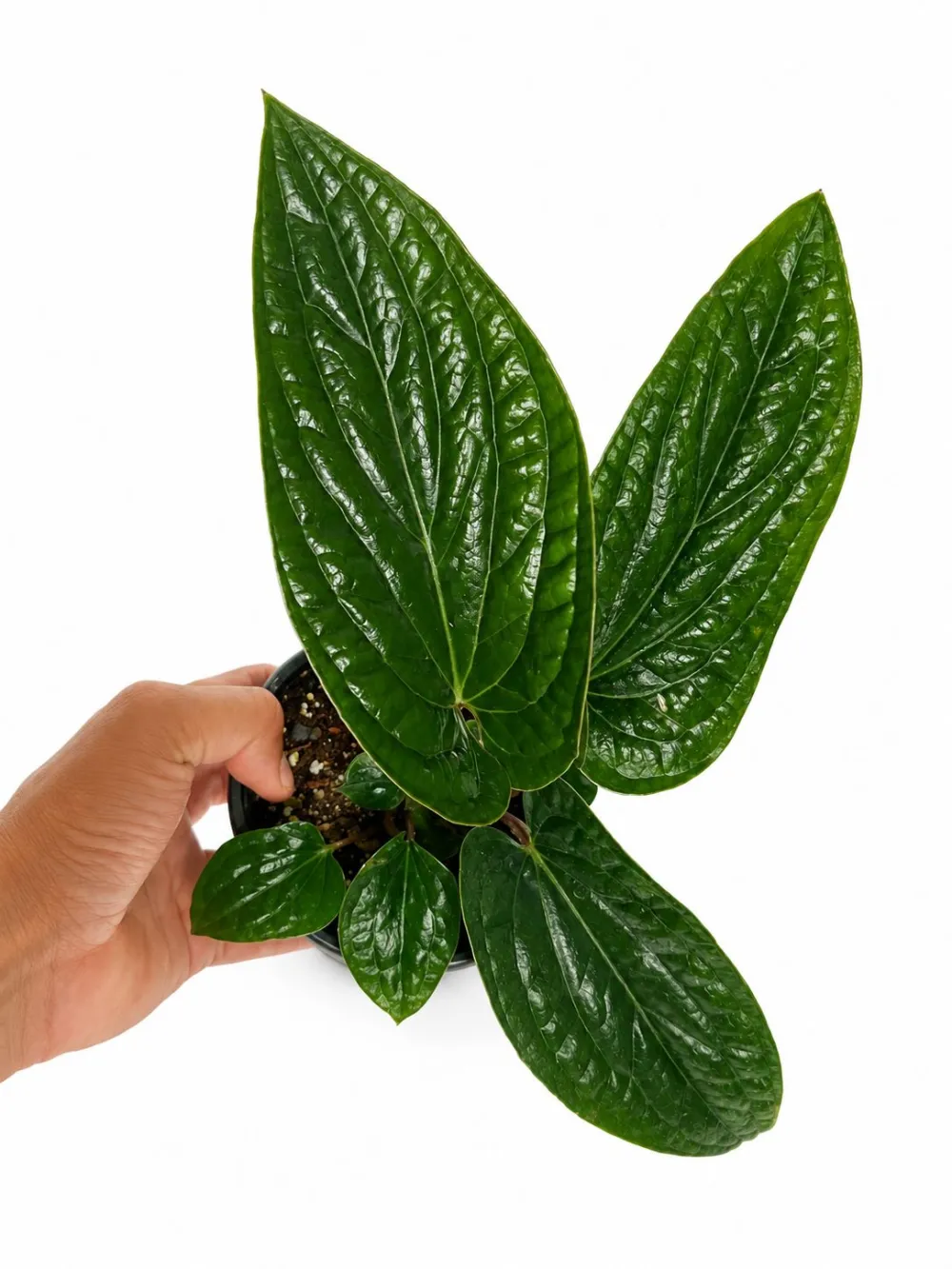 Anthurium Radicans Plant