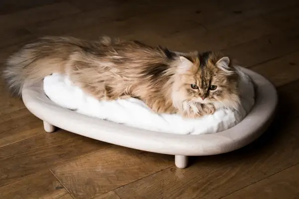 Wood Frame Cat Rest Bed