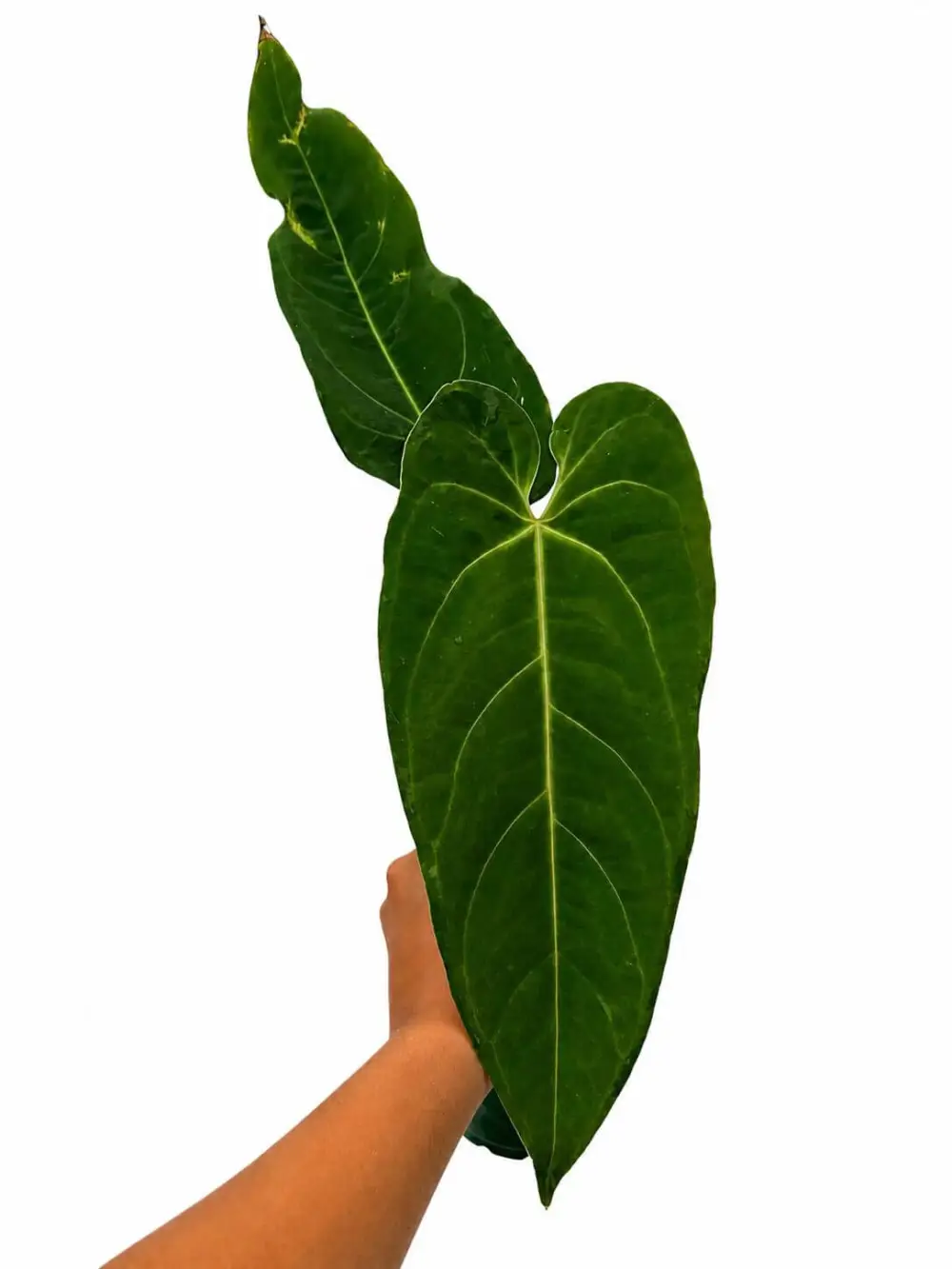 Anthurium Metallicum Plant