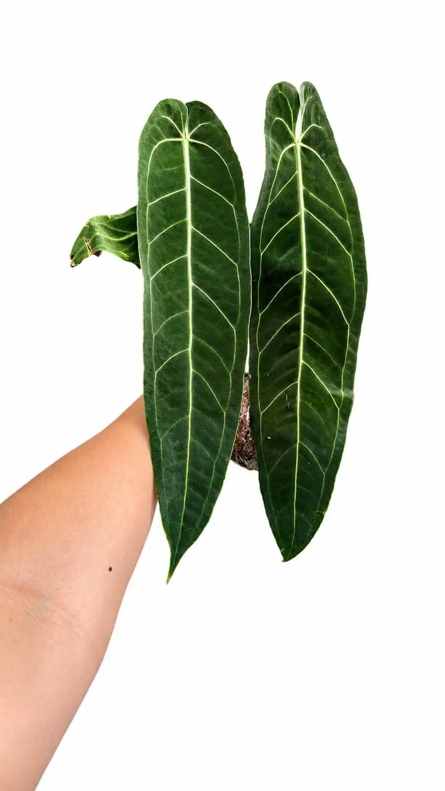 Indoor Anthurium Plant