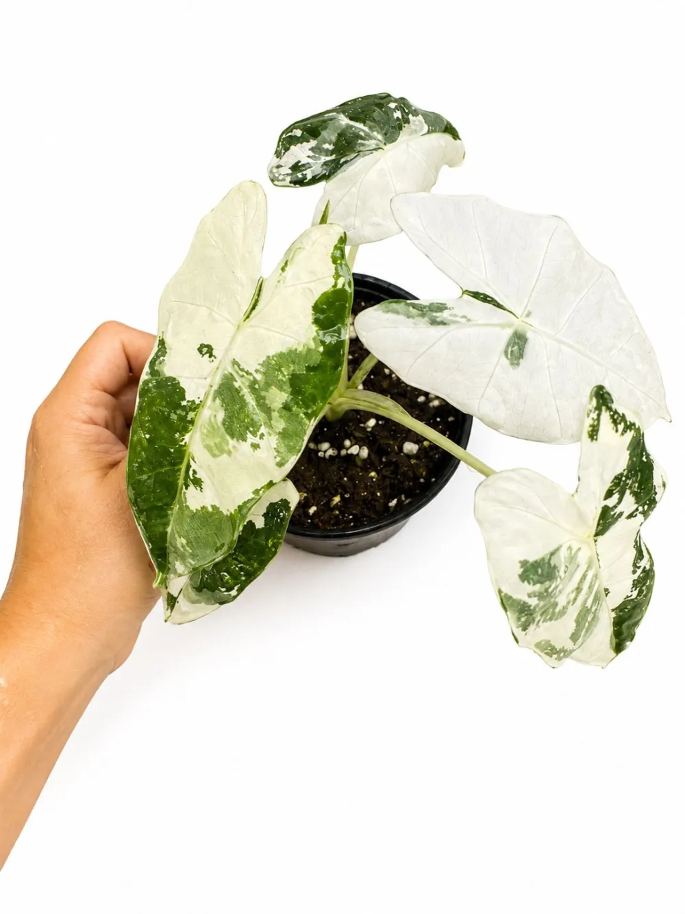 Indoor Alocasia Frydek Variegated Plant
