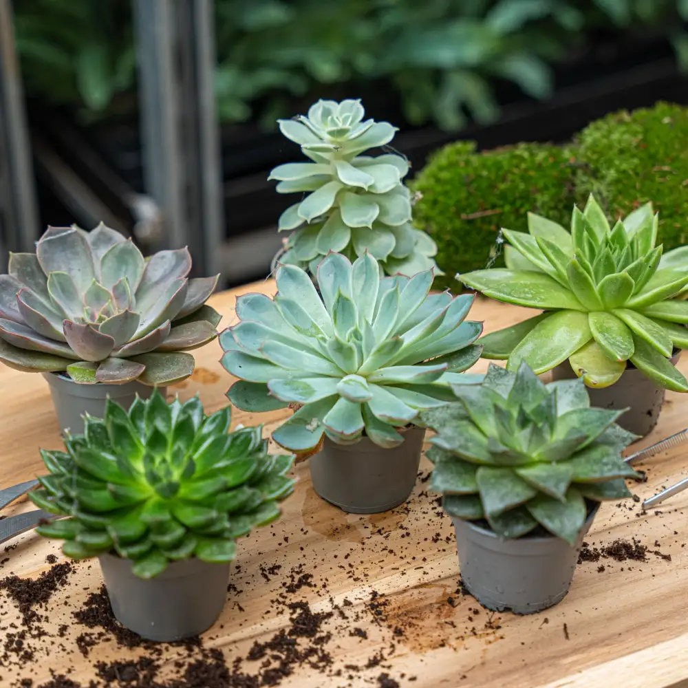 Tray-Pack Decorative Succulent Collection