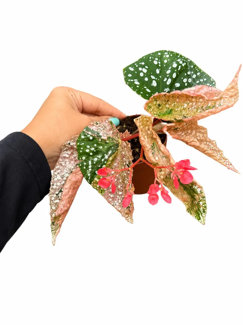 Begonia Snowcap Variegated Plant