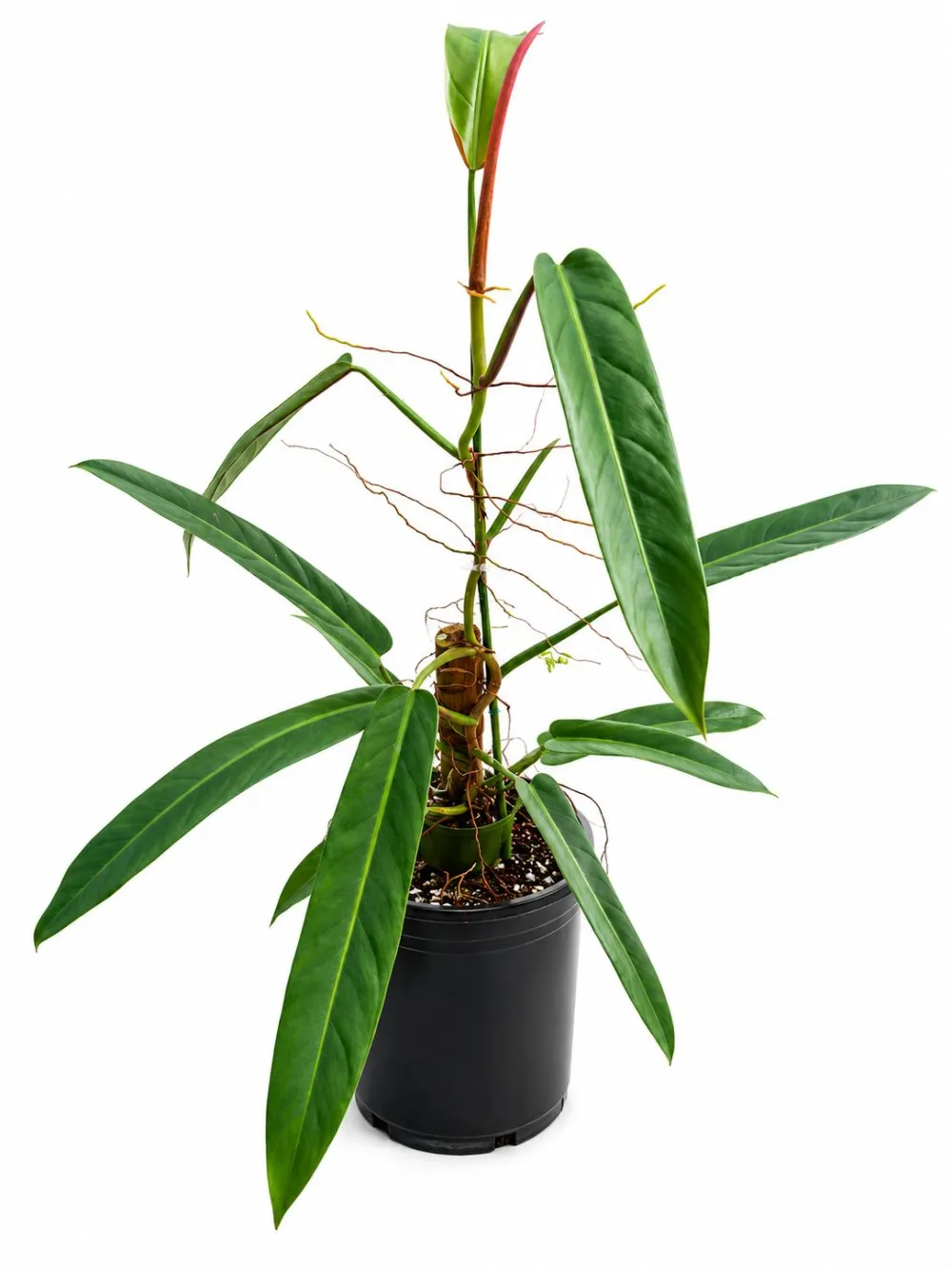 Philodendron Bicolor Plant