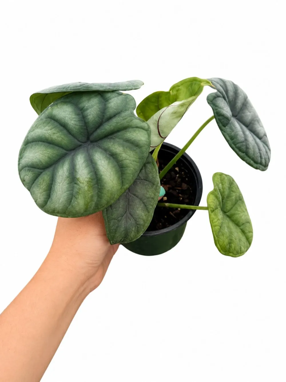Alocasia Dragon Scale Plant
