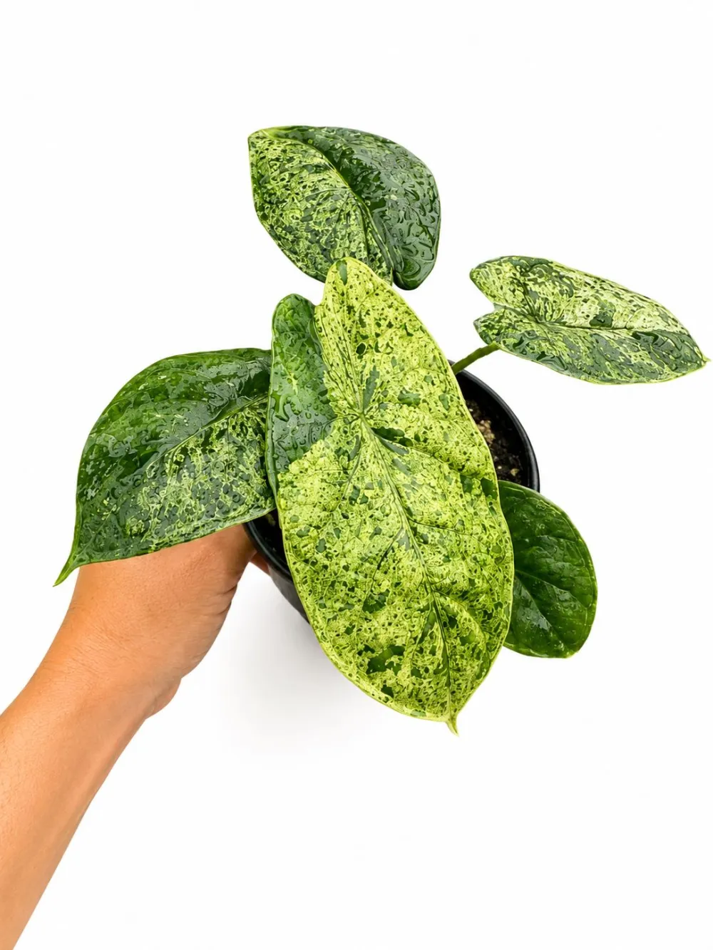 Indoor Alocasia Dragon Scale Plant