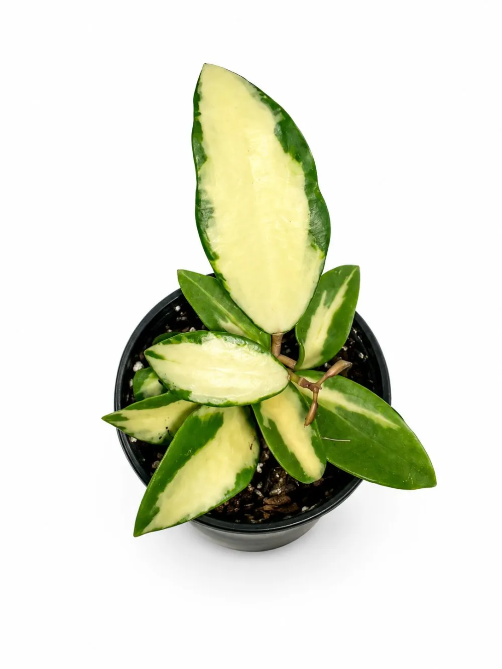 Hoya Acuta Albo Plant