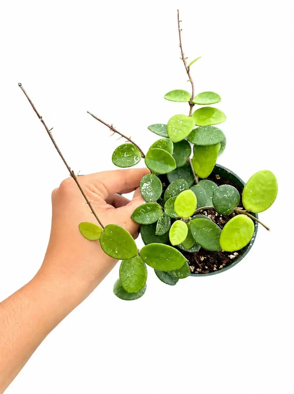 Hoya Mathilde Plant