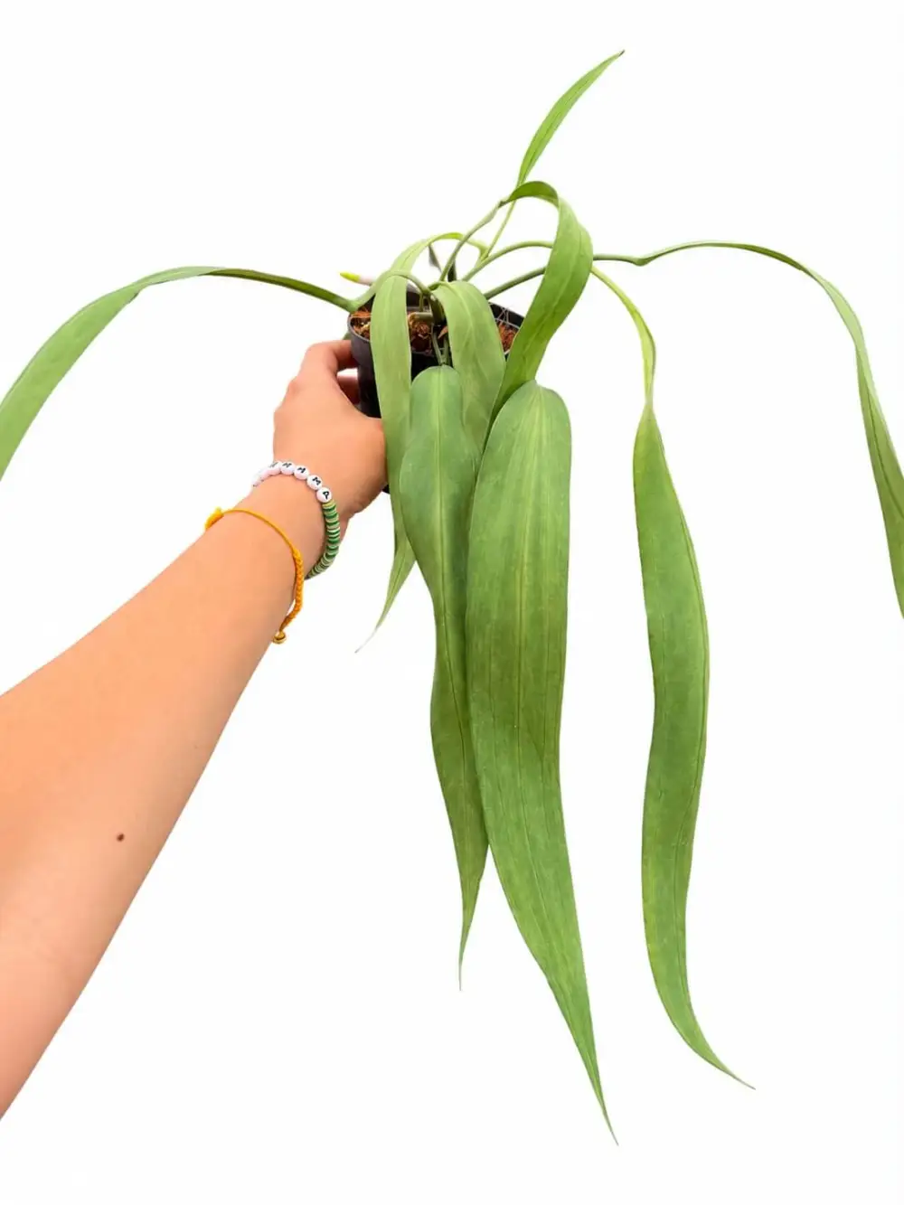 Anthurium Vittaliforium Plant