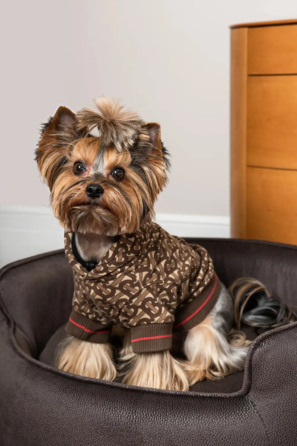 Pet Lounge Sofa