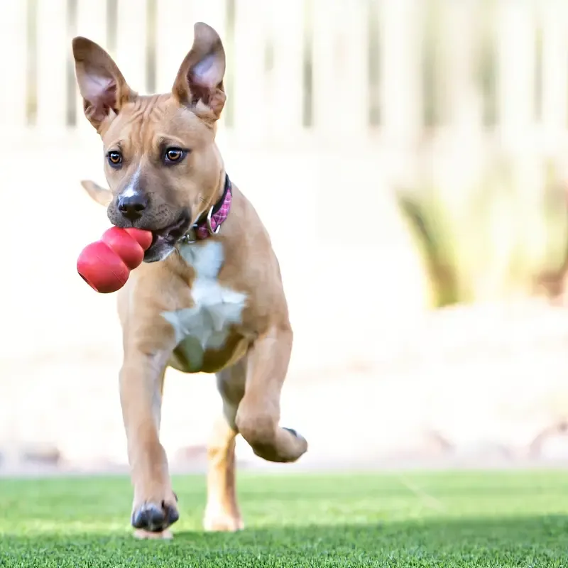 Durable Chew-Proof Dog Toy with Treat-Filling