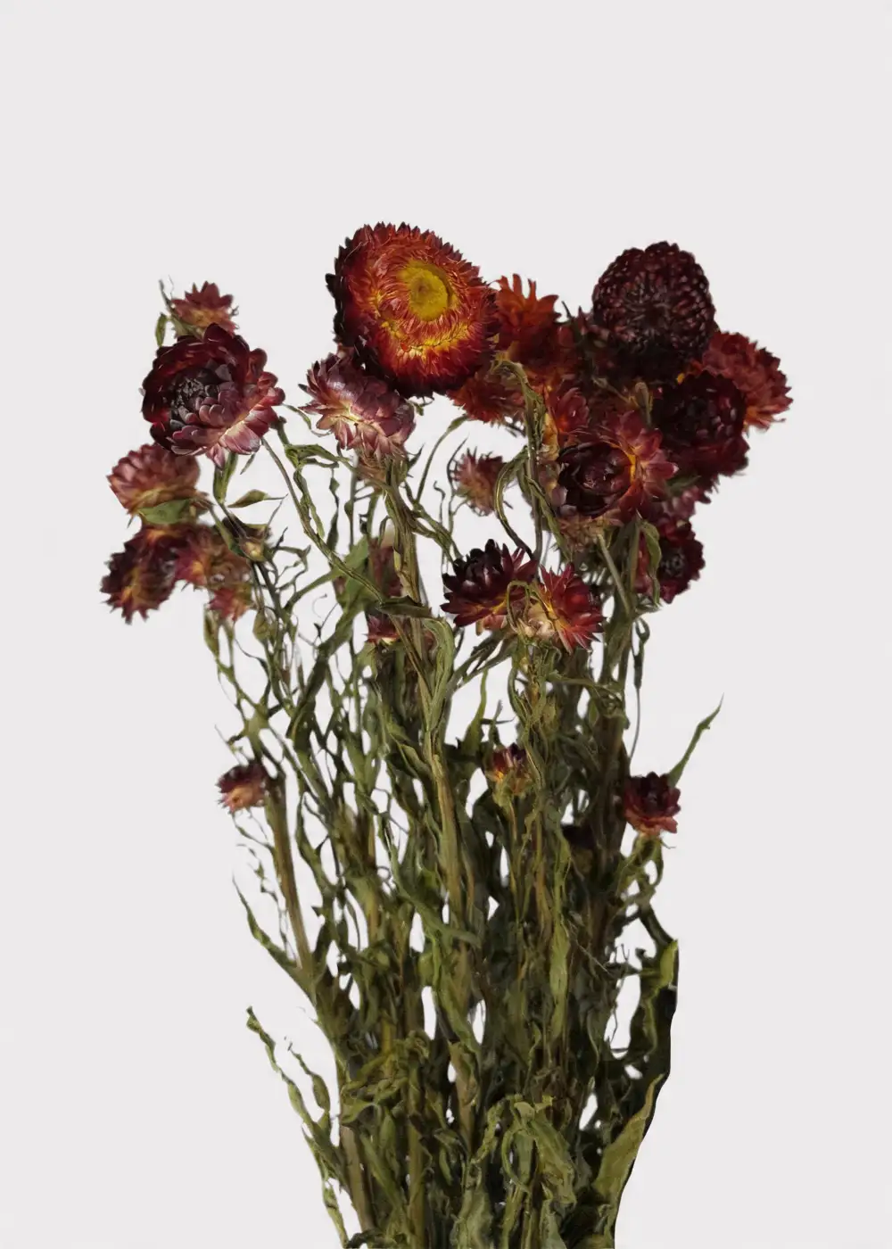 Dried Helichrysum Everlasting Daisy Bundle
