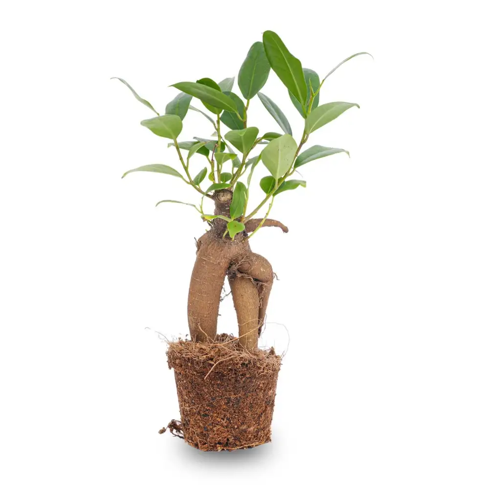 Decorative Ficus Ginseng Bonsai Plant