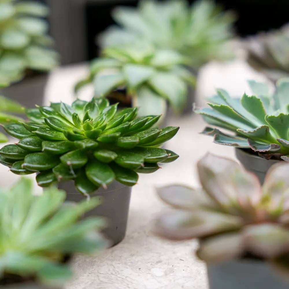 Tray-Pack Decorative Succulent Collection