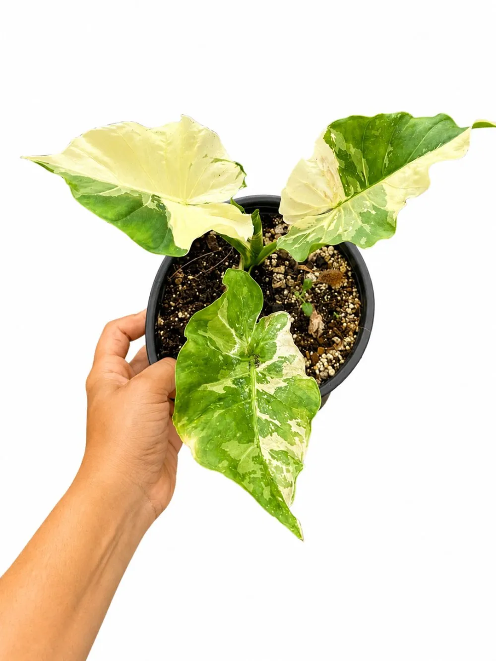 Alocasia Odora Variegated Plant