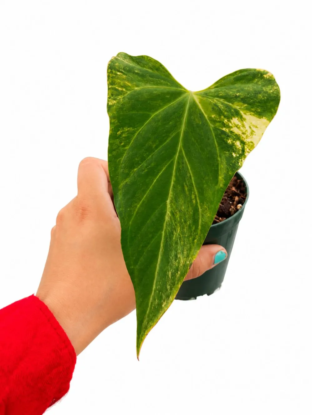 Anthurium Venom Variegated Plant