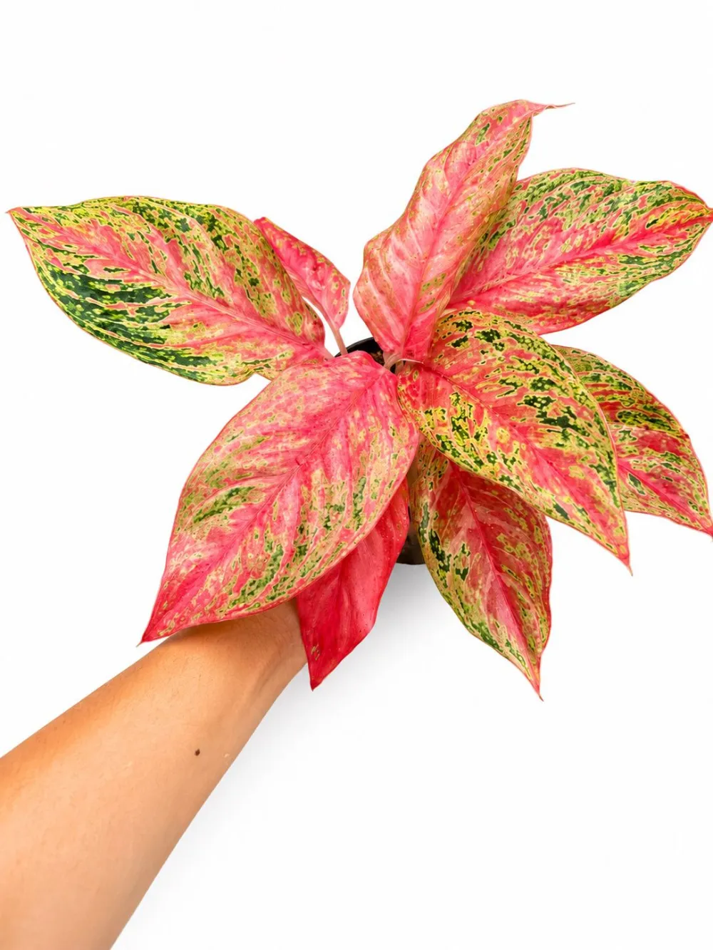Aglaonema Butterfly Plant