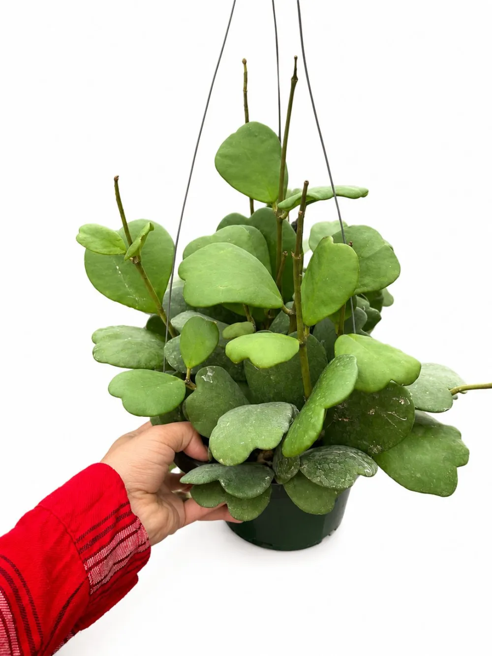 Hoya Kerri Hb Plant