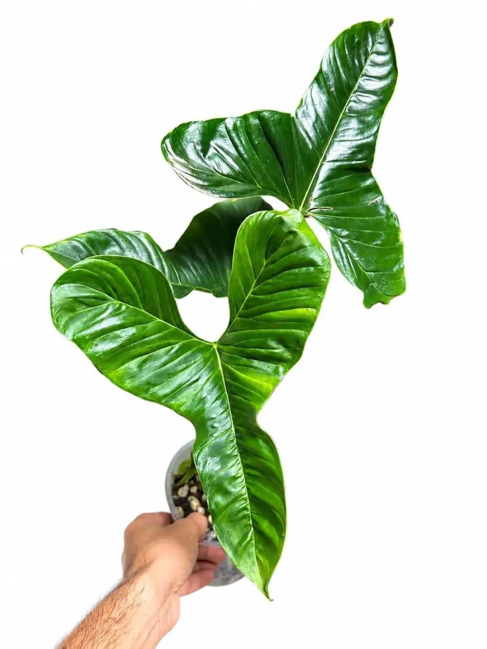 Philodendron Lupinum Plant