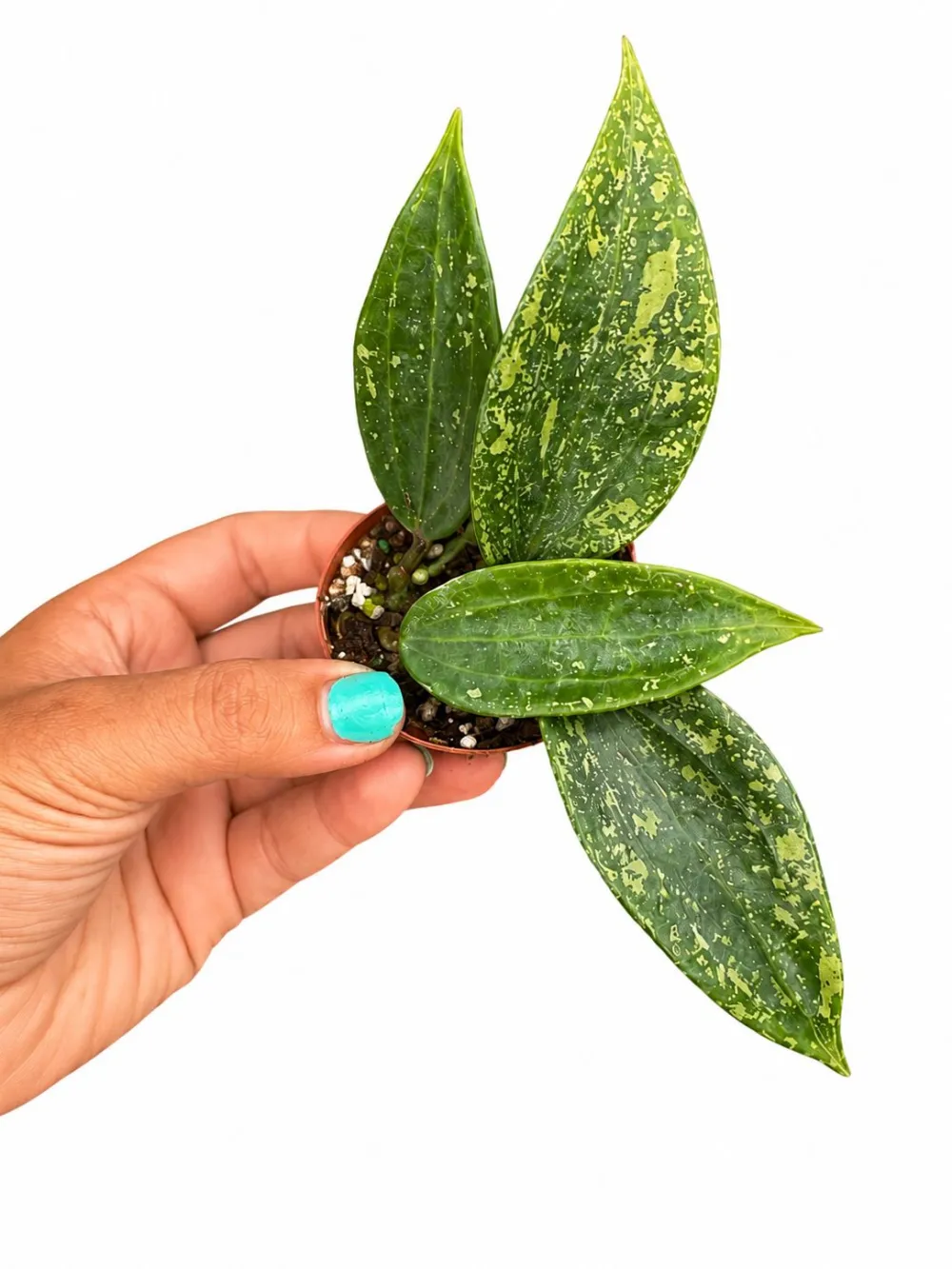 Hoya Rangsan Plant
