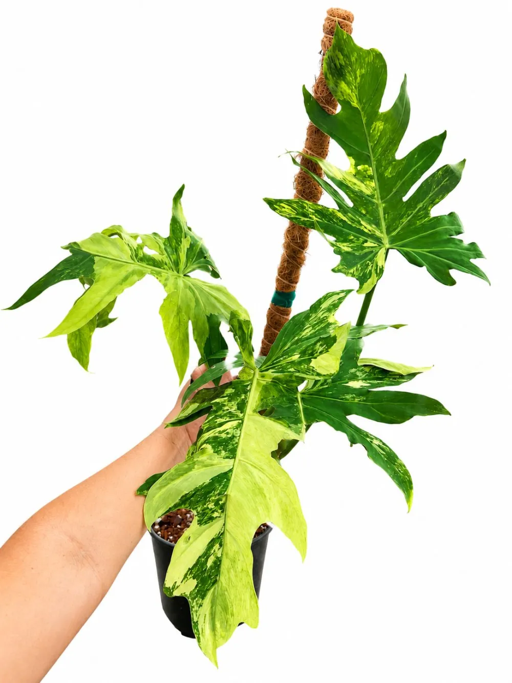 Philodendron Radiatum Variegated Plant