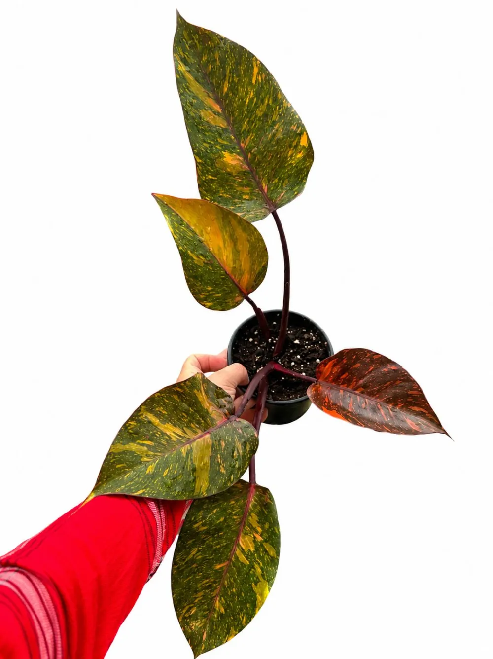 Philodendron Princess Plant