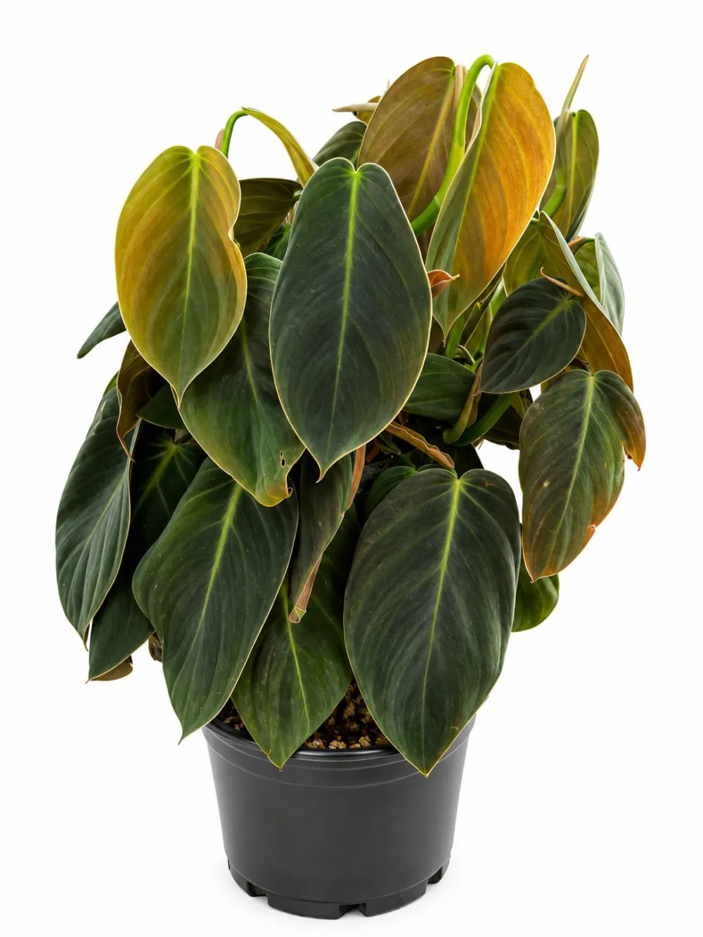 Indoor Philodendron Gigas Plant