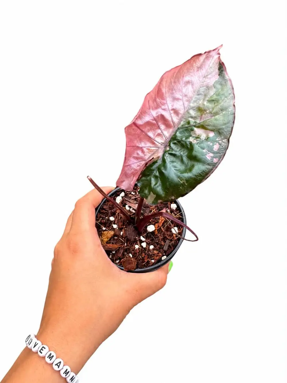 Alocasia Serendipity Plant