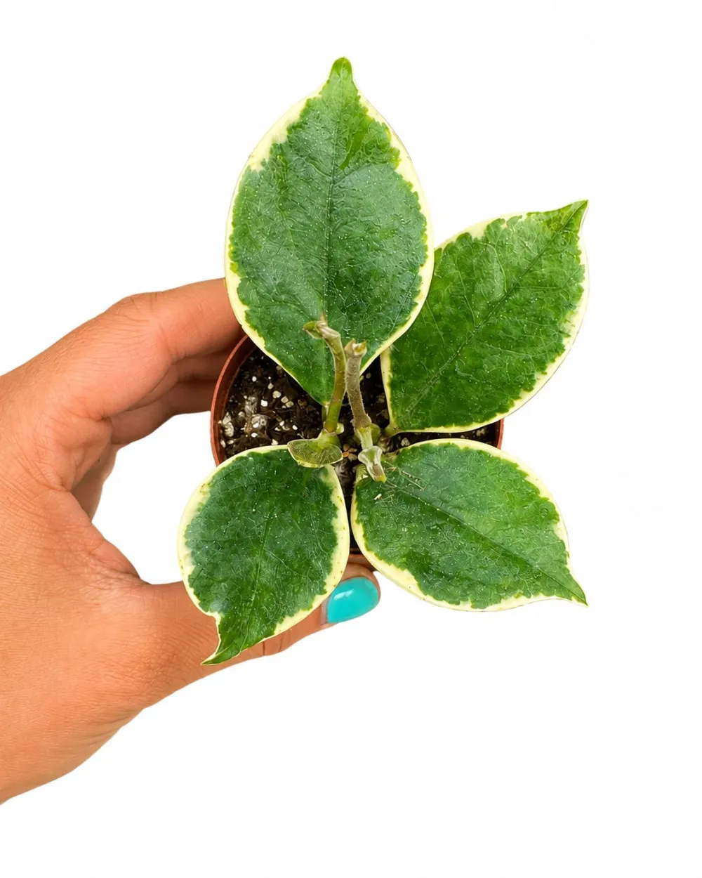Hoya Australis Albo Plant