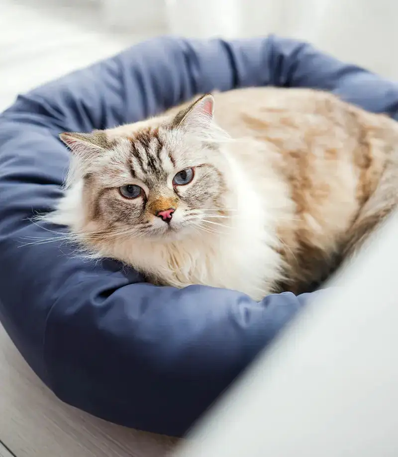 Round Cooling Pet Lounge Bed
