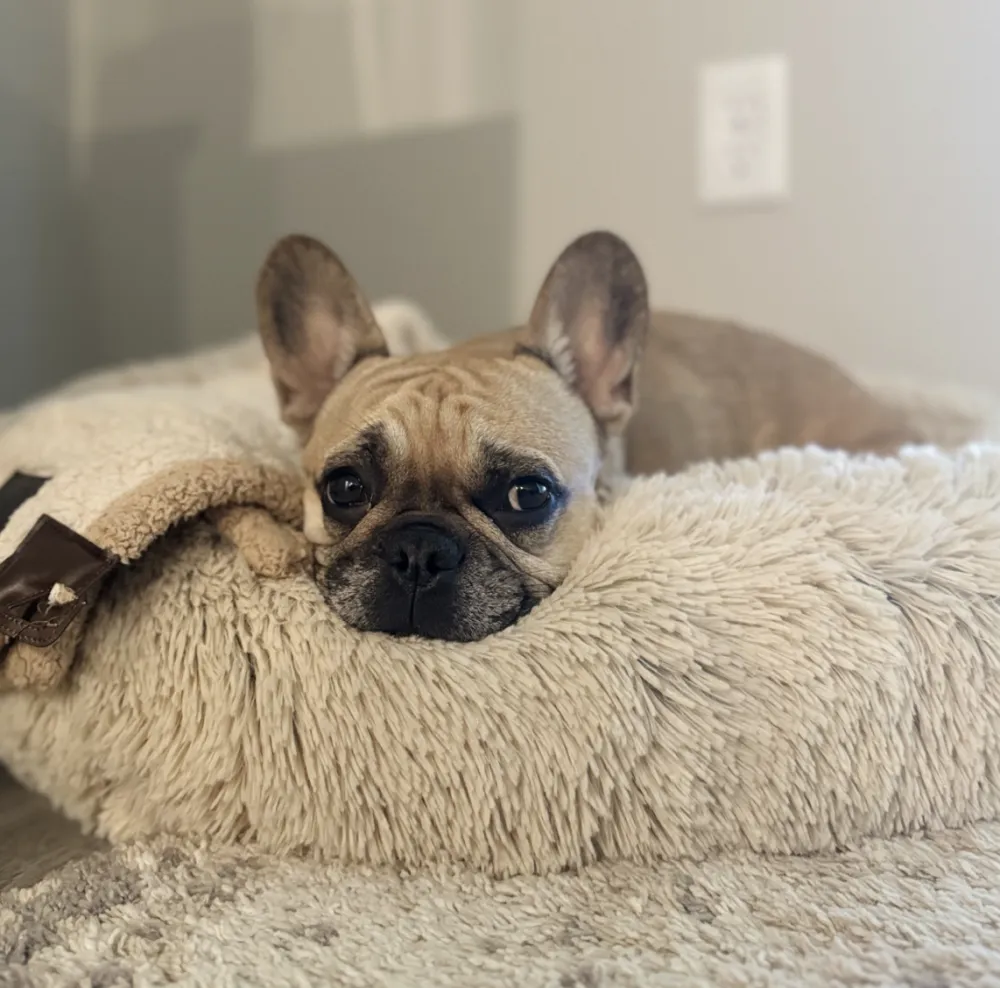 Versatile Polished Pet Bed