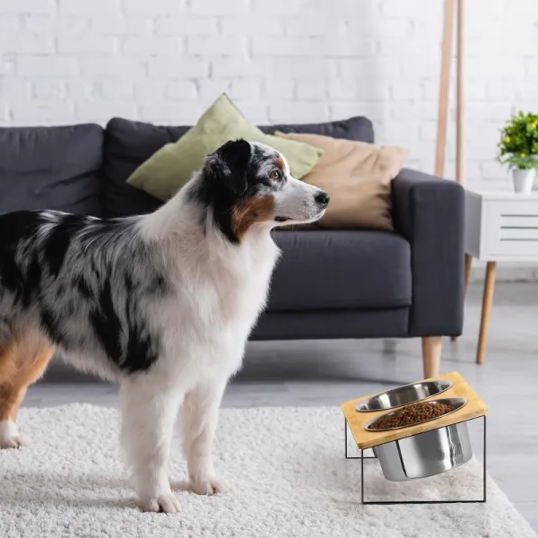 Elevated Double Pet Bowl