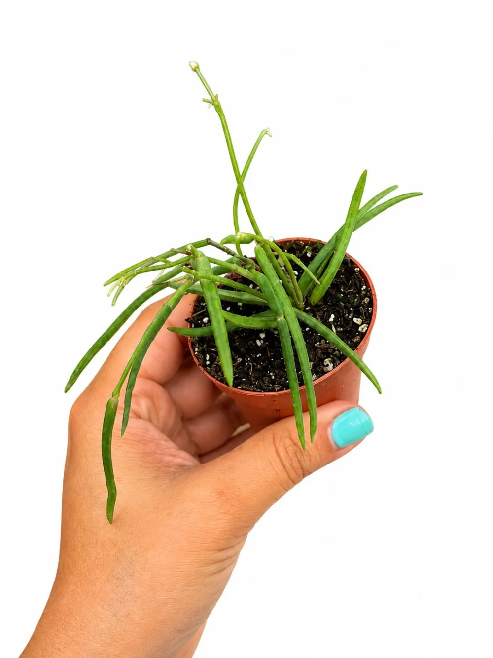 Hoya Linearis Plant
