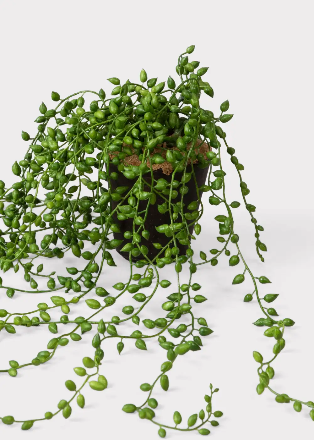 Artificial String Pearls Succulent Drop-In Plant