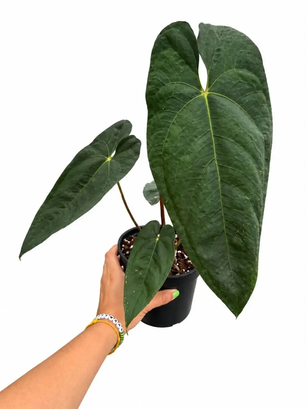 Indoor Anthurium Nigrolaminum Plant