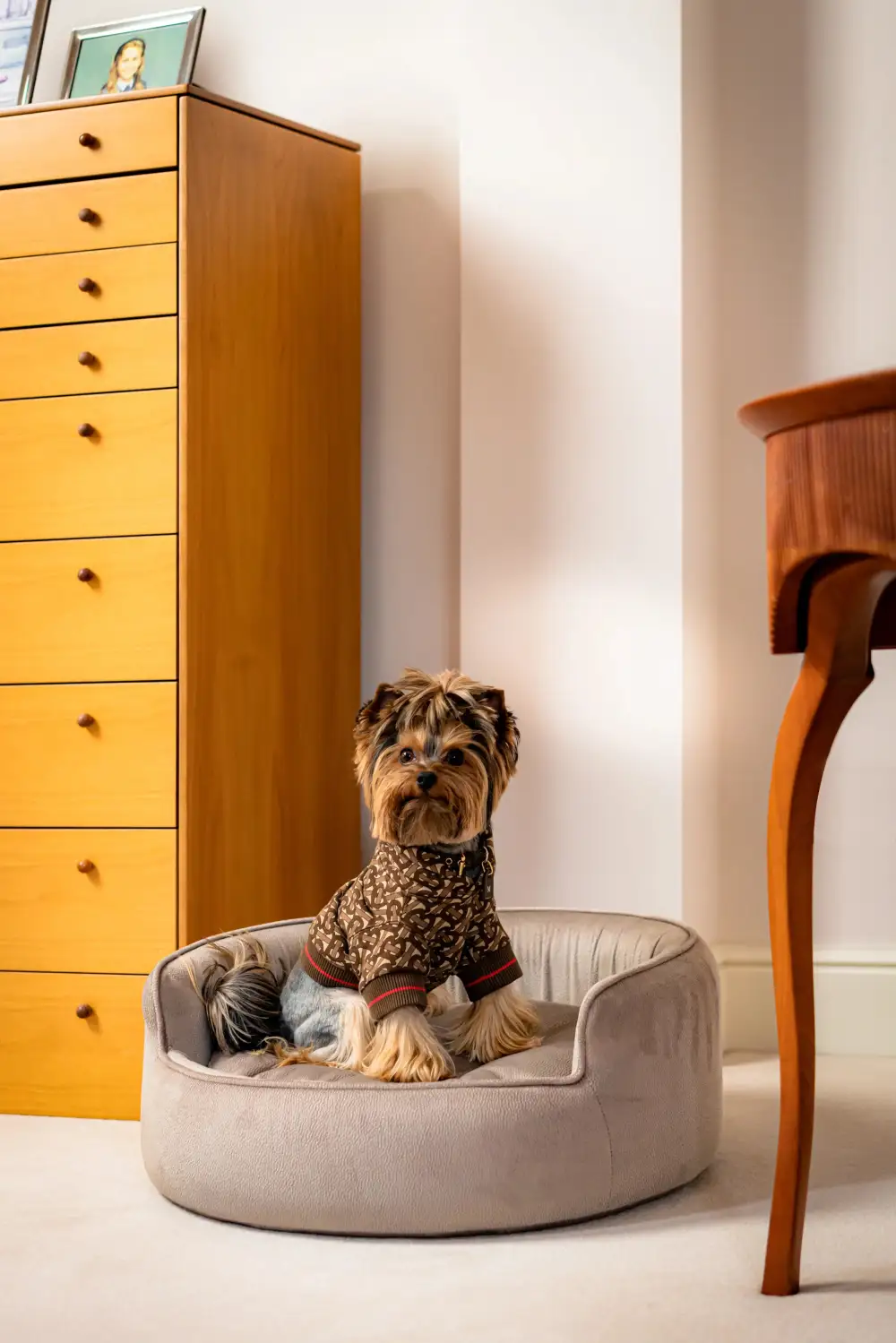 Pet Lounge Sofa