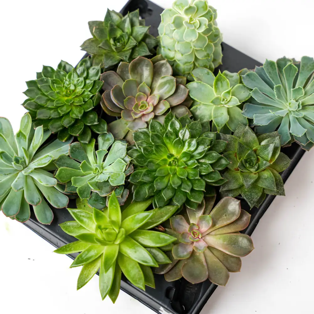 Tray-Pack Decorative Succulent Collection