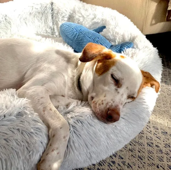 Simple Practical Pet Bed