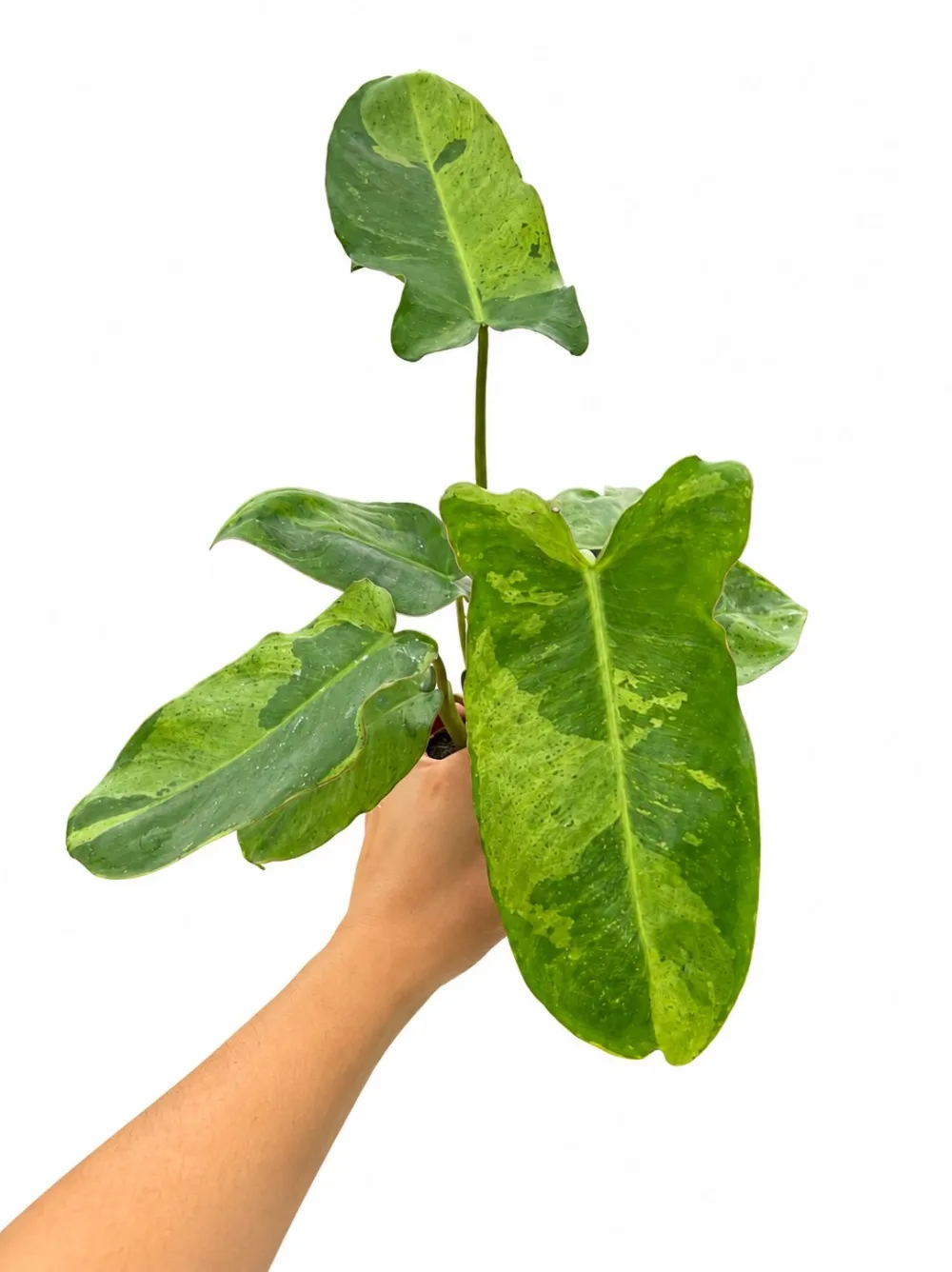 Philodendron Paraiso Verde Plant