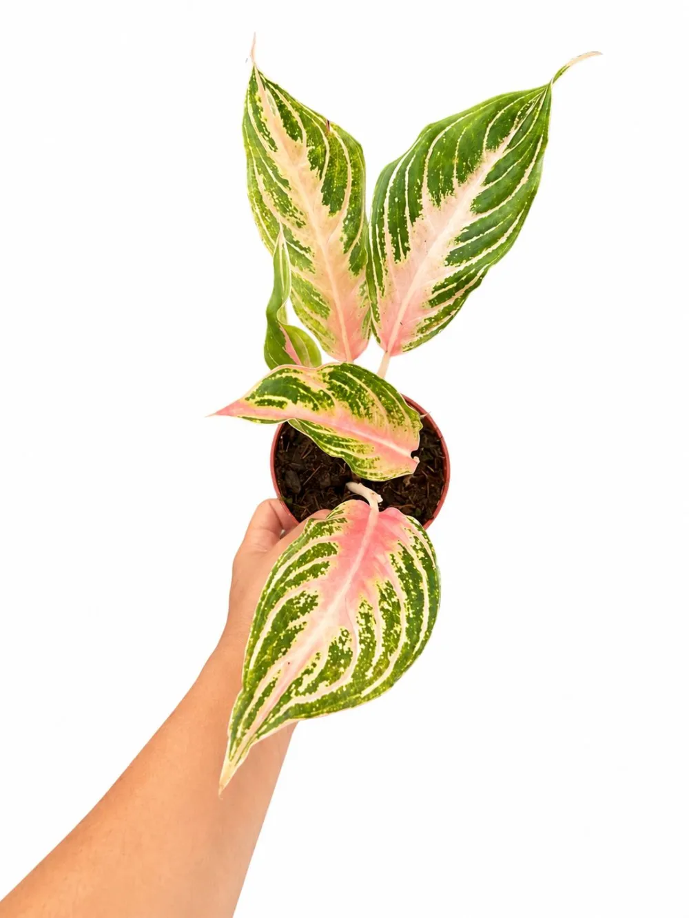 Aglaonema Panama Plant