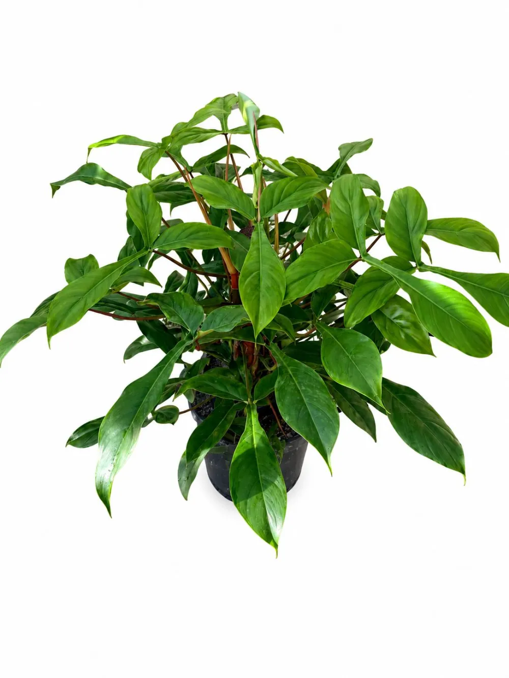 Indoor Philodendron Plant