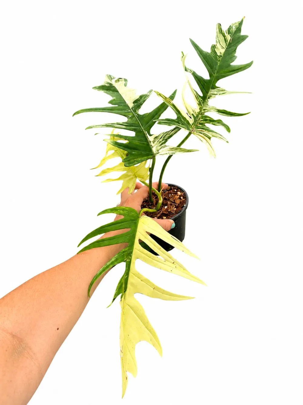 Philodendron Florida Beauty X Tortum Plant