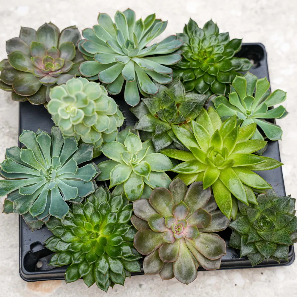 Tray-Pack Decorative Succulent Collection