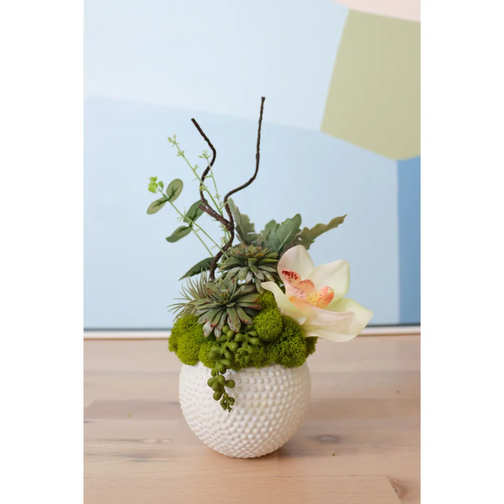 Orchid Succulent Dot-Pot Arrangement