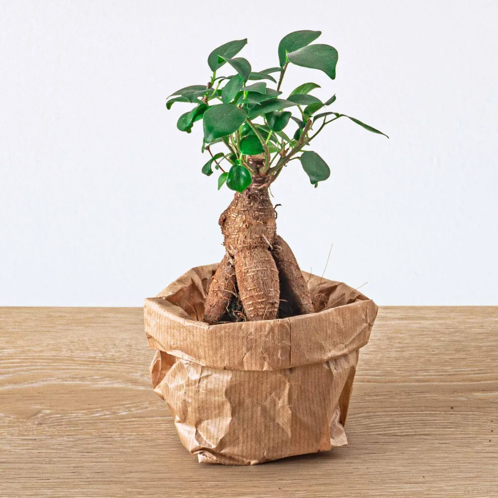 Decorative Ficus Ginseng Bonsai Plant