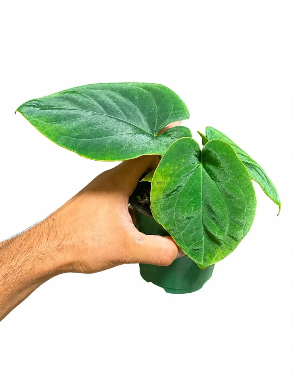 Anthurium Dreslerii Plant