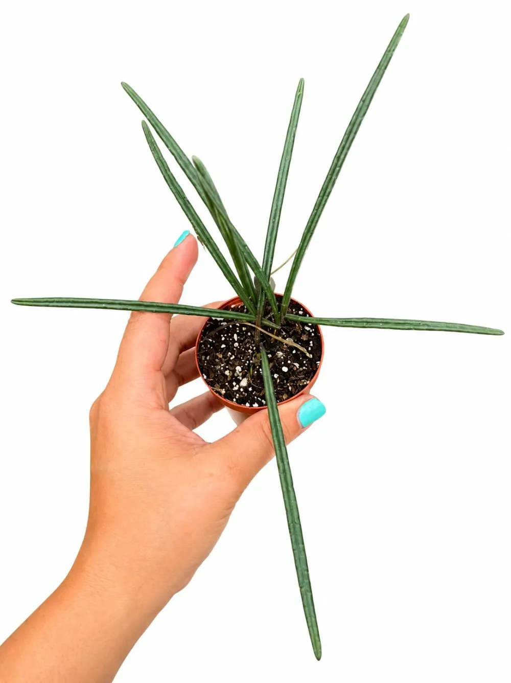 Hoya Insularis Plant