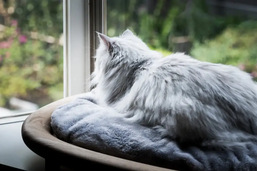Wood Frame Cat Rest Bed
