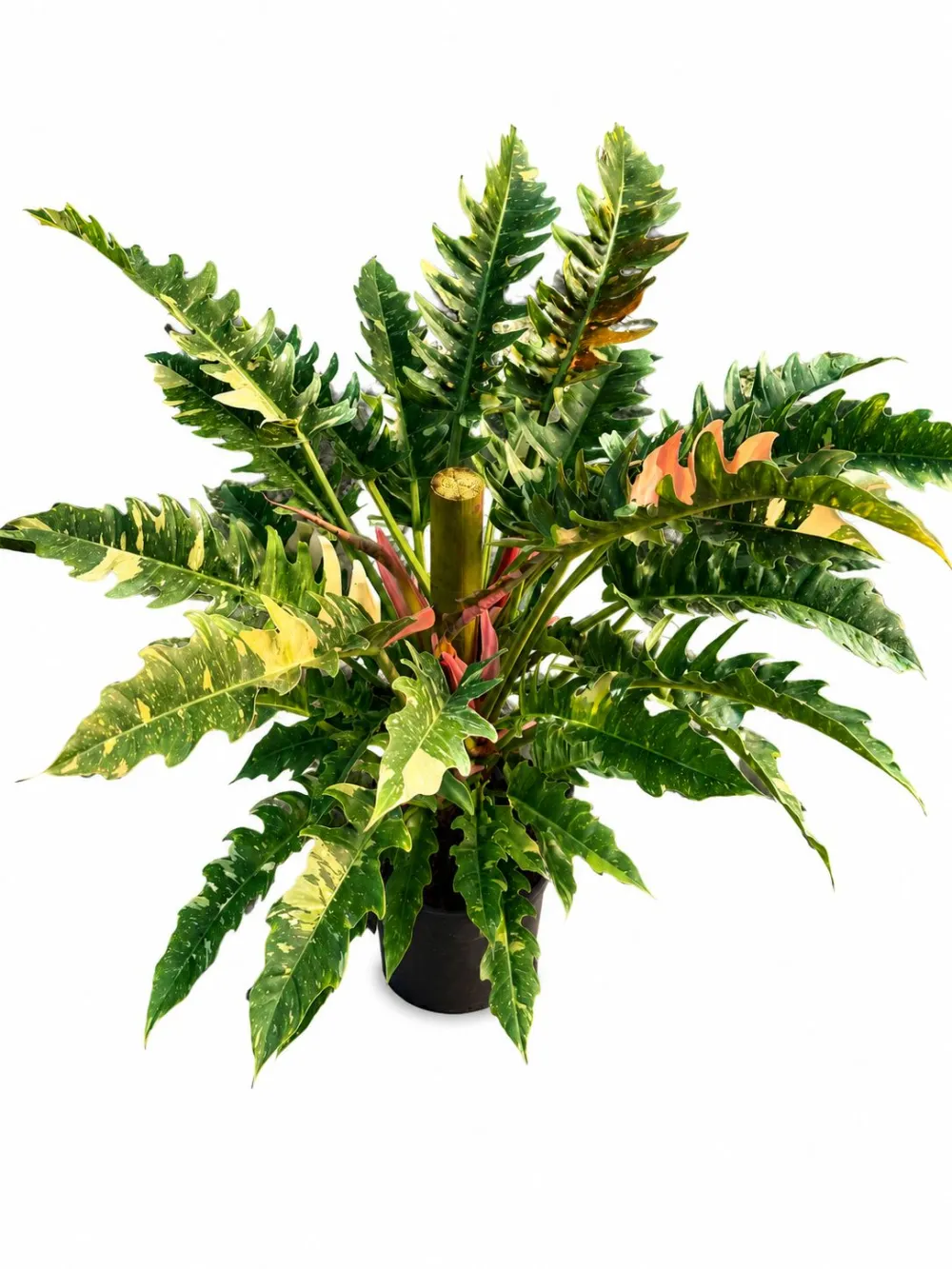 Philodendron Ring Of Fire Plant