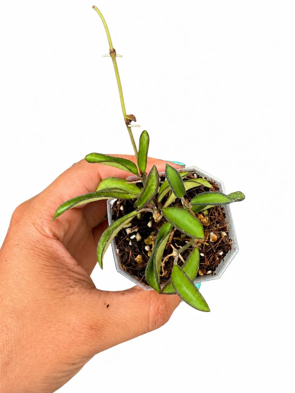 Hoya Mini Wayeti Plant